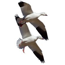 Northwest Missouri Spring Snow Goose Hunt Field 1 | March 2-4 Monday - Tuesday